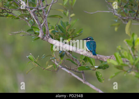 A collare o Kingfisher Todiramphus chloris in Sunderbans la foresta di mangrovie nel Bengala Occidentale in India. Foto Stock