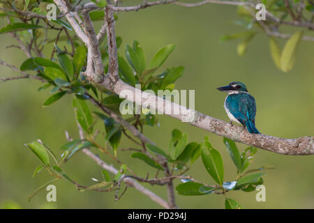 A collare o Kingfisher Todiramphus chloris in Sunderbans la foresta di mangrovie nel Bengala Occidentale in India. Foto Stock