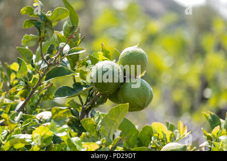 Limoni verde prima della maturazione, Citrus limon (L.) Osbeck, dalla pianta flowering Famiglia Rutacee, ora venduto in Tesco, Saronida, Grecia. Foto Stock