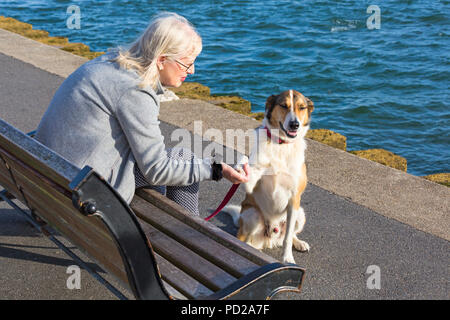 Border Collie Cross Lurcher cane con zampa nella donna la mano, seduta sul banco a barene, Dorset in serata la luce del sole in agosto Foto Stock