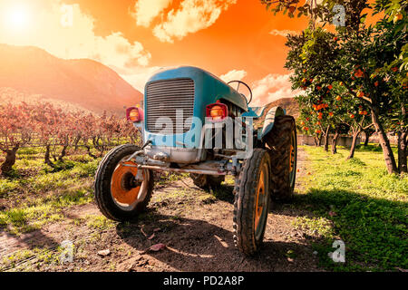 Immagine al tramonto di un vecchio azzurro del trattore per la coltivazione dei campi. Fotografato tra piante di agrumi e di vigneti con le luci accese Foto Stock