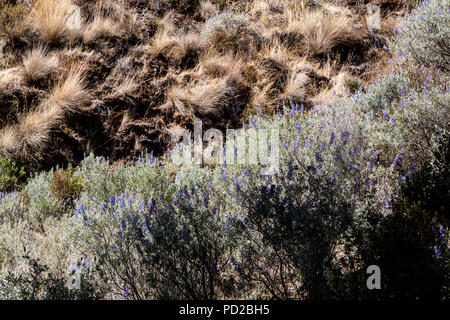 Né Yauyos-Cochas riserva paesaggistica nelle Ande di Lima, Perù. Foto Stock
