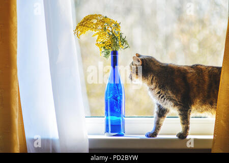 Gatto di casa sul davanzale della finestra vicino a bouquet con Mimosa in blu di una bottiglia di vetro Foto Stock