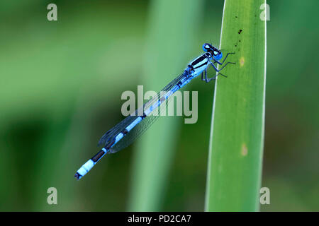 Damselfly maschio su foglie di piante Foto Stock