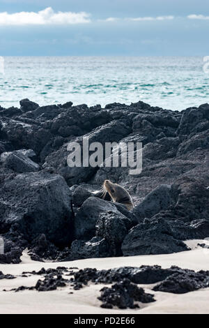 Le Galapagos Sea Lion (Zalophus wollebaeki) prendendo la testa fino al di sopra del nere rocce laviche su una spiaggia nelle Galapagos. Foto Stock