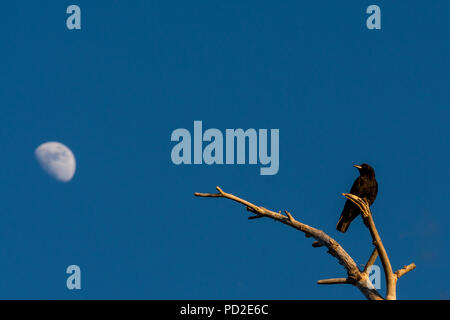 Un Americano crow (Corvus brachyrhynchos) posatoi su un albero morto con la luna in background. Foto Stock