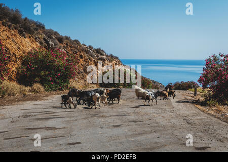 Capre sulla strada a Creta nel giorno di sole Foto Stock
