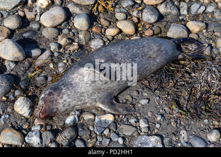 Porto di morti di tenuta (Phoca vitulina), Laesoe, Danimarca Foto Stock