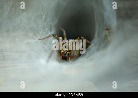 La spider crawl su una fitta trama. Foto Stock