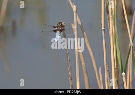 Ampia corposo chaser dragonfly Libellula depressa in appoggio sui pettini REGNO UNITO Foto Stock