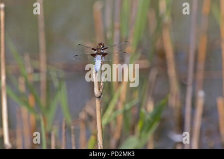 Ampia corposo chaser dragonfly Libellula depressa in appoggio sui pettini REGNO UNITO Foto Stock