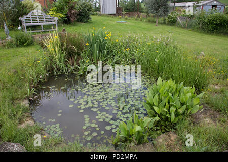 Selvatica del laghetto in giardino con varietà di piante acquatiche Costwolds REGNO UNITO Foto Stock