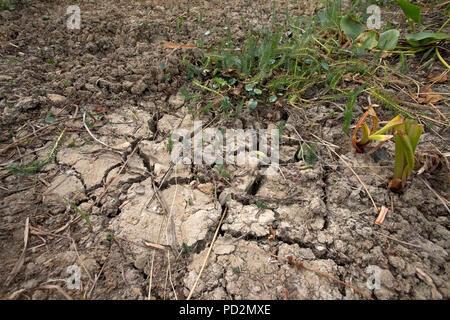 Massa fessurato in essiccato fino del laghetto in giardino Luglio 2018 Costwolds REGNO UNITO Foto Stock