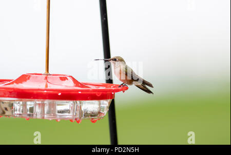 Immaturo brillante maschio Rufous Hummingbird (Selasphorus rufus) a zucchero acqua alimentatore in Colorado Foto Stock