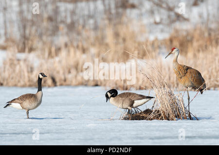 Canada Goose e Sandhill gru sul laghetto congelato, MN, USA di Dominique Braud/Dembinsky Foto Assoc Foto Stock