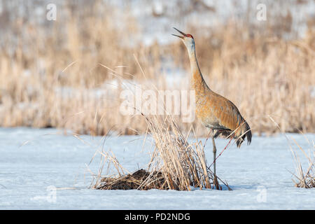 Sandhill gru (Antigone canadensis, precedentemente Grus canadensis), tarda primavera, MN, USA di Dominique Braud/Dembinsky Foto Assoc Foto Stock