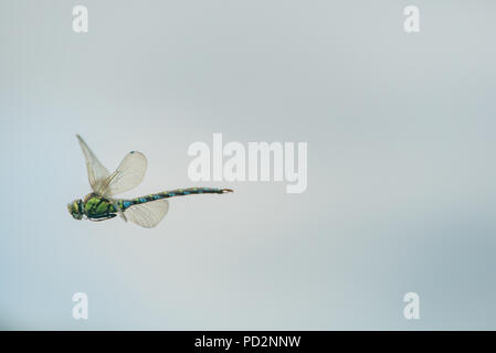 Anax Imperator [Imperatore dragonfly] in volo Foto Stock