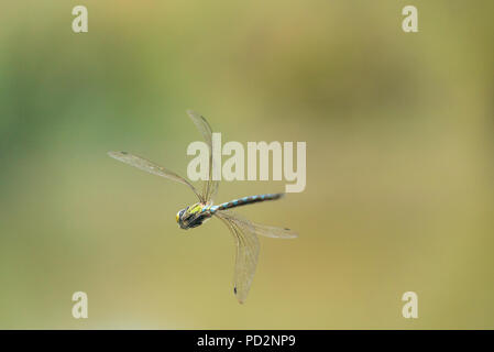 Anax Imperator [Imperatore dragonfly] in volo Foto Stock
