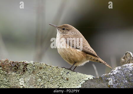 Rock Wren (Salpinctes obsoletus), Sacramento County in California Foto Stock