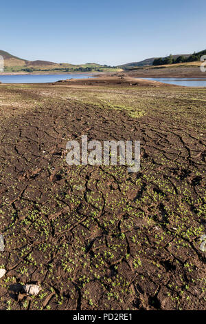 Llyn Celyn serbatoio in condizioni di siccità, Galles Foto Stock