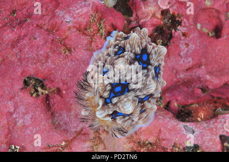 Gem nudibranch Dendrodoris gemmacea (denisoni) strisciando sulla parete rocciosa coperta con disco rosa alghe coralline tipiche di climi temperati del Pacifico meridionale oc Foto Stock