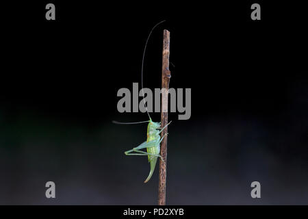 Rovere meridionale Bush-cricket (Meconema meridionale) Foto Stock