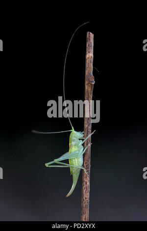 Rovere meridionale Bush-cricket (Meconema meridionale) Foto Stock