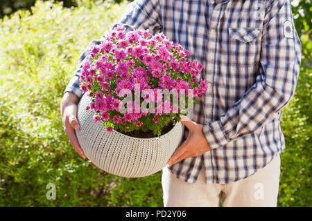 L'uomo giardiniere holding crisantemo fiori in vaso di fiori in giardino Foto Stock