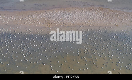 Colonia di gabbiani nel Delta del Danubio, Romania Foto Stock