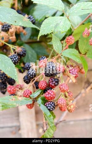 Lunedì 6 agosto 2018 ,west dulwich ,Londra uk . blackberry boccole maturazione in agosto Foto Stock