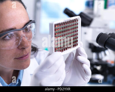 Scienziato visualizzazione di un multi pozzetti contenenti i campioni di sangue per lo screening di un laboratorio Foto Stock