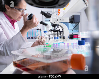 Scienziato il pipettaggio di campione nella fiala durante l'esperimento, pronto per il test con un pallone contenente cellule in primo piano Foto Stock