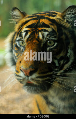 Staring Tiger Foto Stock