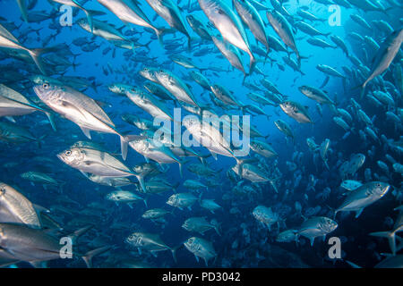Scuola di pesce jack, Puntarenas, Costa Rica Foto Stock
