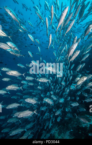 Scuola di pesce jack, Puntarenas, Costa Rica Foto Stock
