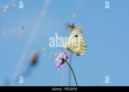 Large White butterfly (Sarcococca brassicae) su scabious fiori selvatici in agosto, REGNO UNITO Foto Stock