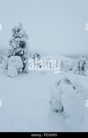 Alberi innevati in Pallas-Yllästunturi National Park, Muonio ,Lapponia, Finlandia Foto Stock