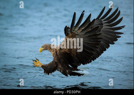 White-tailed Eagle (Haliaeetus albicilla), in volo, a caccia di pesci, Å i Lofoten, Nordland, Norvegia Foto Stock