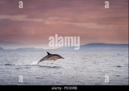 Delfino comune (Delphinus), porpoising, isole Blasket, Dingle, Kerry, Irlanda Foto Stock