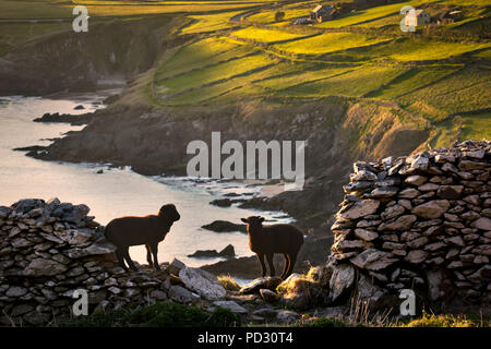 Pecora in piedi sul lato scogliera, Coumeenole Beach, Slea Head Drive, Dingle, Kerry, Irlanda Foto Stock