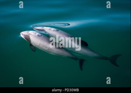 Due hector's delfini (Cephalorhynchus hectori), la rottura di superficie di acqua, Kaikoura, Gisborne, Nuova Zelanda Foto Stock