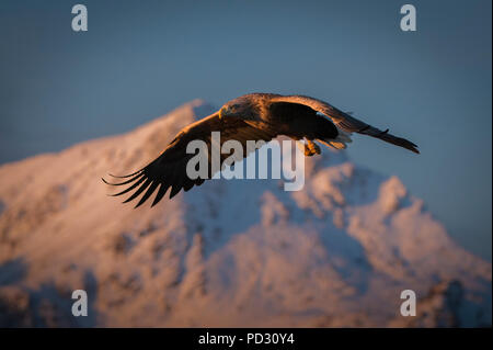White-tailed Eagle (Haliaeetus albicilla), in volo, a caccia di pesci, Å i Lofoten, Nordland, Norvegia Foto Stock