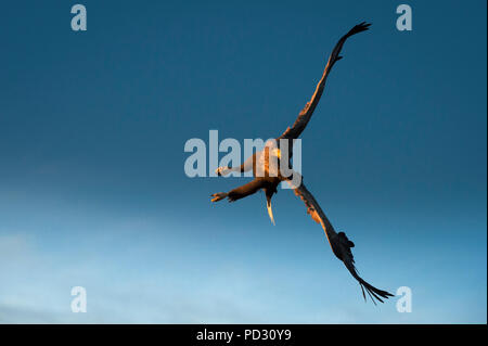 White-tailed Eagle (Haliaeetus albicilla), in volo, a caccia di pesci, Å i Lofoten, Nordland, Norvegia Foto Stock