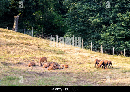 Allevamento di capre marrone al pascolo in una secca bruciata campo nel sole di sera, Ticino Svizzera Paese sera campagna sun pascolare gli animali farm Foto Stock
