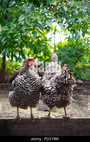 Due galline sono in piedi su una tavola di legno in giardino, rivolta in allontanamento una dall'altra. Famiglia. Il pollo sul cantiere di pollame. Foto Stock