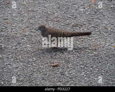 Tortora zebrata Foto Stock