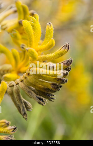 Una zampa di canguro in fiore. È un fiore del deserto e di un nativo del Western Australia. Si è anche trovato in molti Stati membri dell'Australia Foto Stock