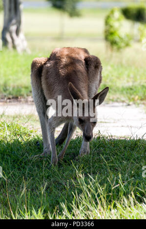 Una femmina grigio orientale canguro (Macropus giganteus) giornate di pascolo su terreno aperto nei pressi di Caloundra in Queensland, Australia Foto Stock