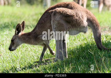 Una femmina grigio orientale canguro (Macropus giganteus) giornate di pascolo su terreno aperto nei pressi di Caloundra in Queensland, Australia Foto Stock