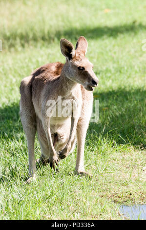 Una femmina grigio orientale canguro (Macropus giganteus) giornate di pascolo su terreno aperto nei pressi di Caloundra in Queensland, Australia Foto Stock